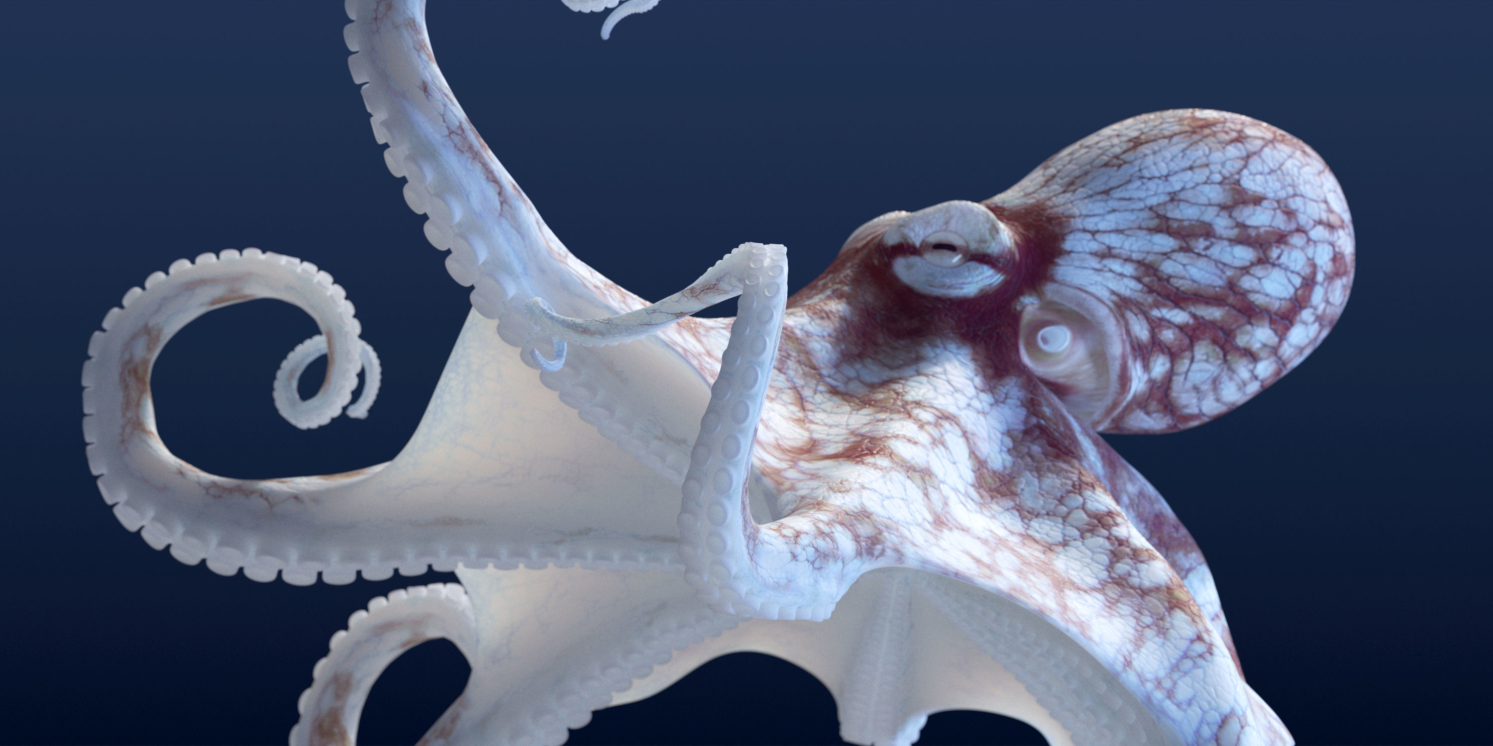 Cayman Octopus 3D model_28
