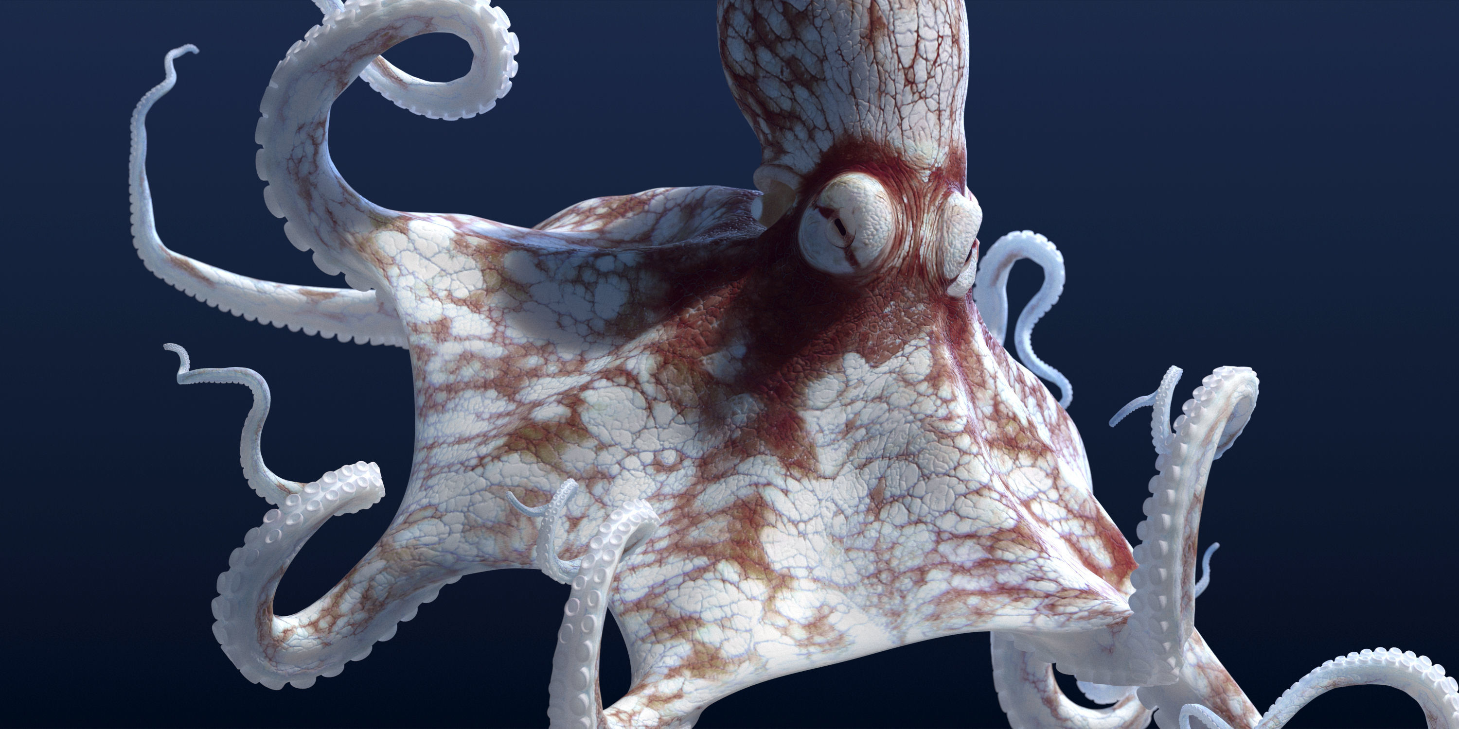 Cayman Octopus 3D model_29