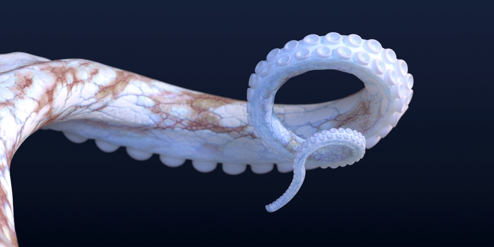 Cayman Octopus 3D model_5