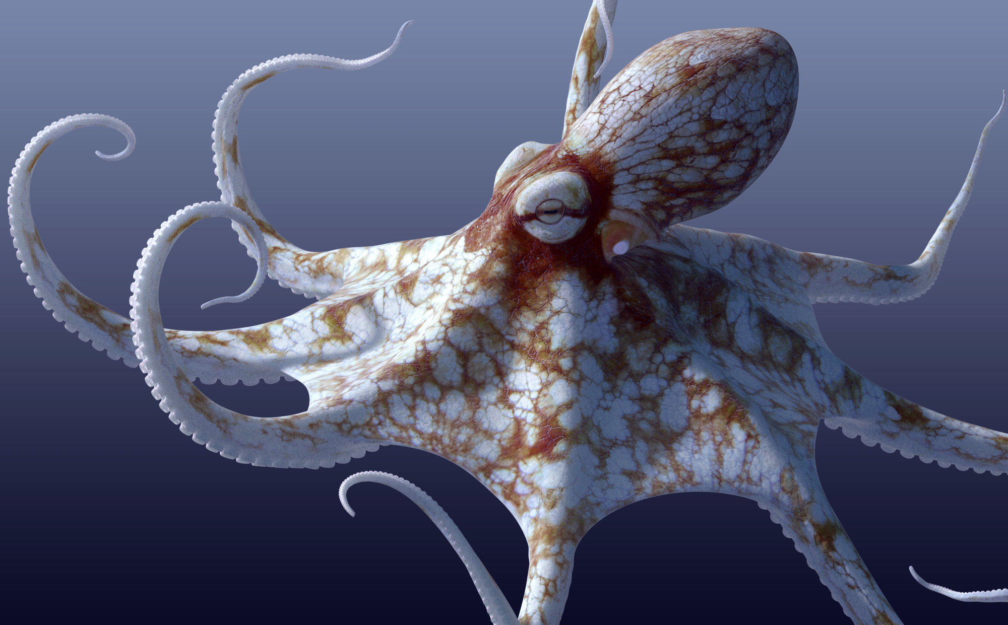 Cayman Octopus 3D model_19