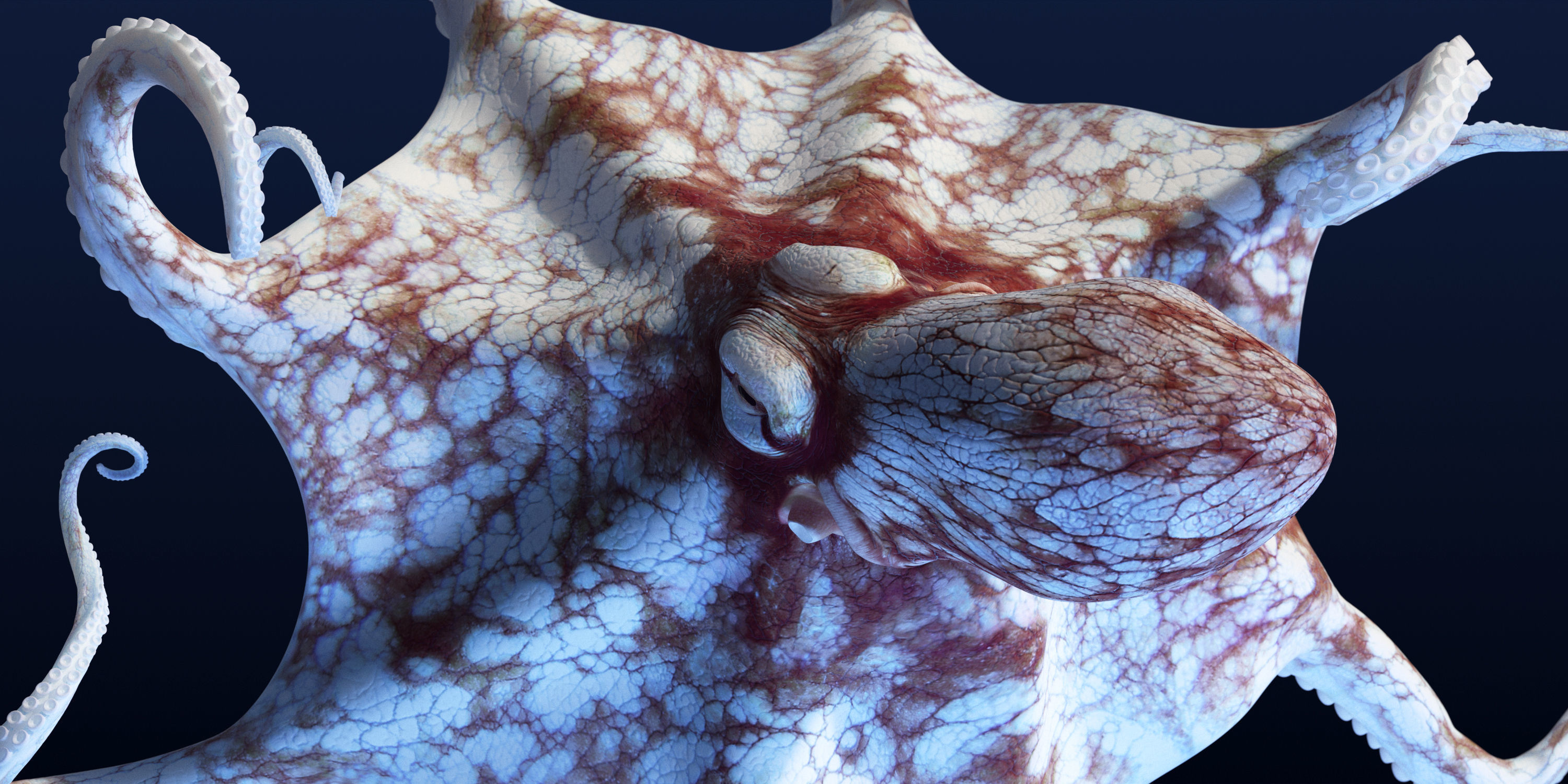 Cayman Octopus 3D model_8