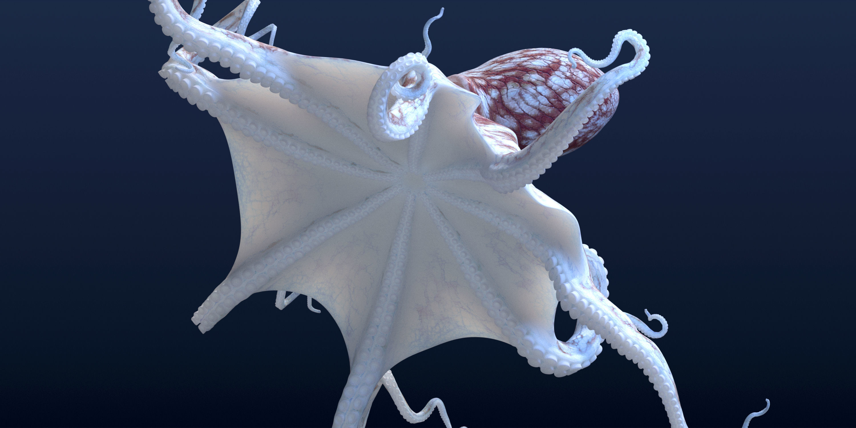 Cayman Octopus 3D model_7