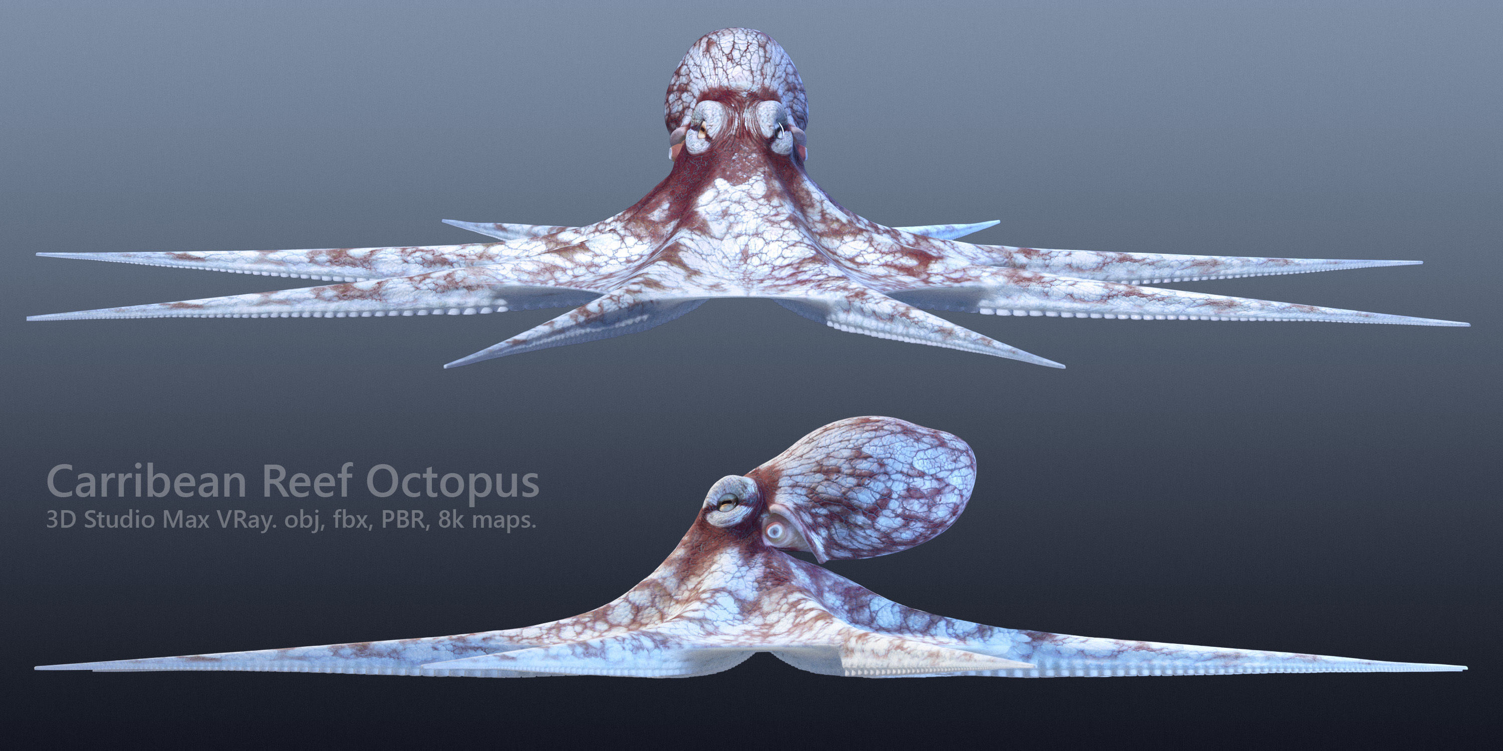 Cayman Octopus 3D model_2