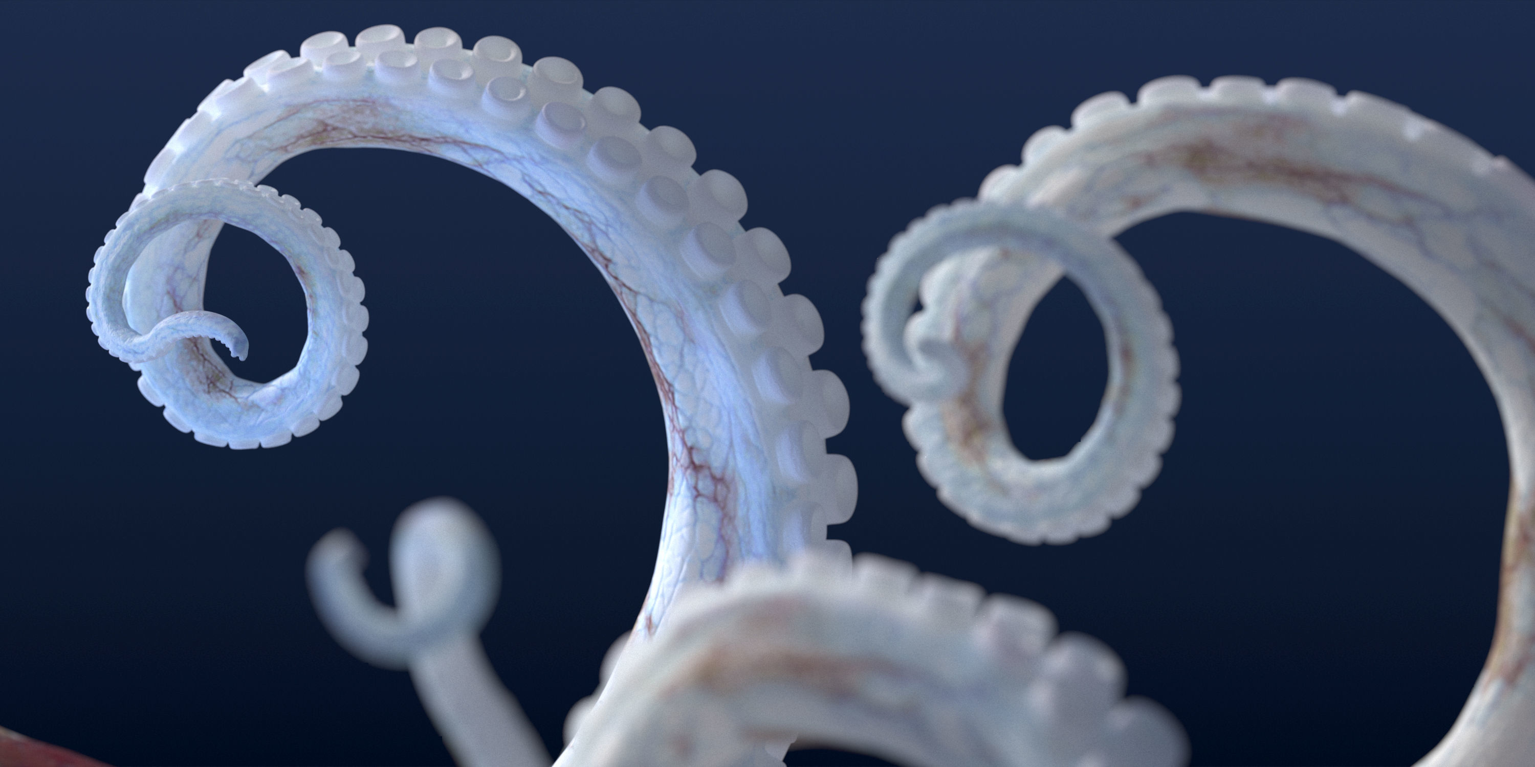 Cayman Octopus 3D model_6