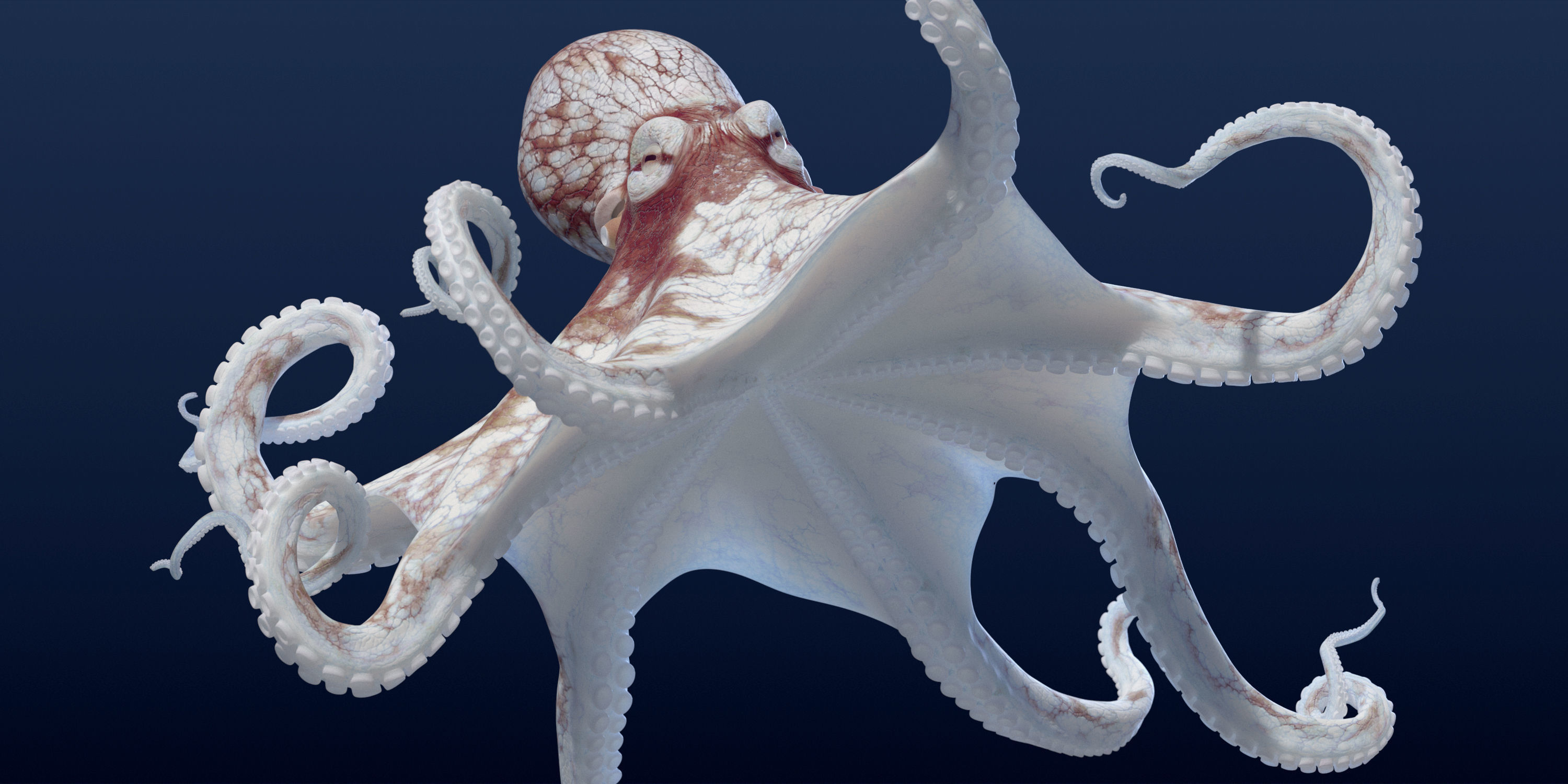 Cayman Octopus 3D model_10