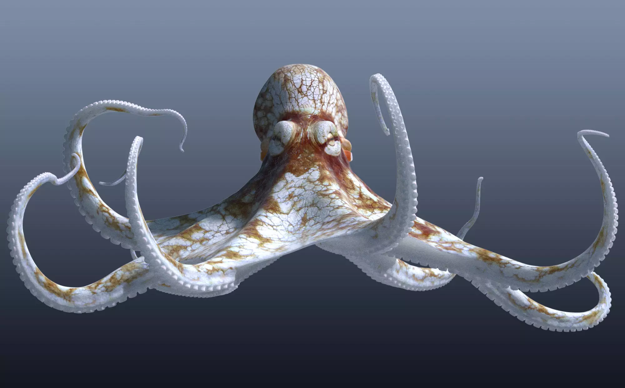 Cayman Octopus 3D model_0