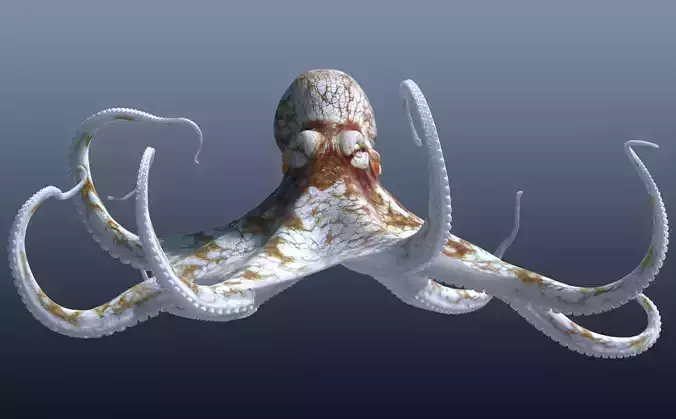 Cayman Octopus 3D model