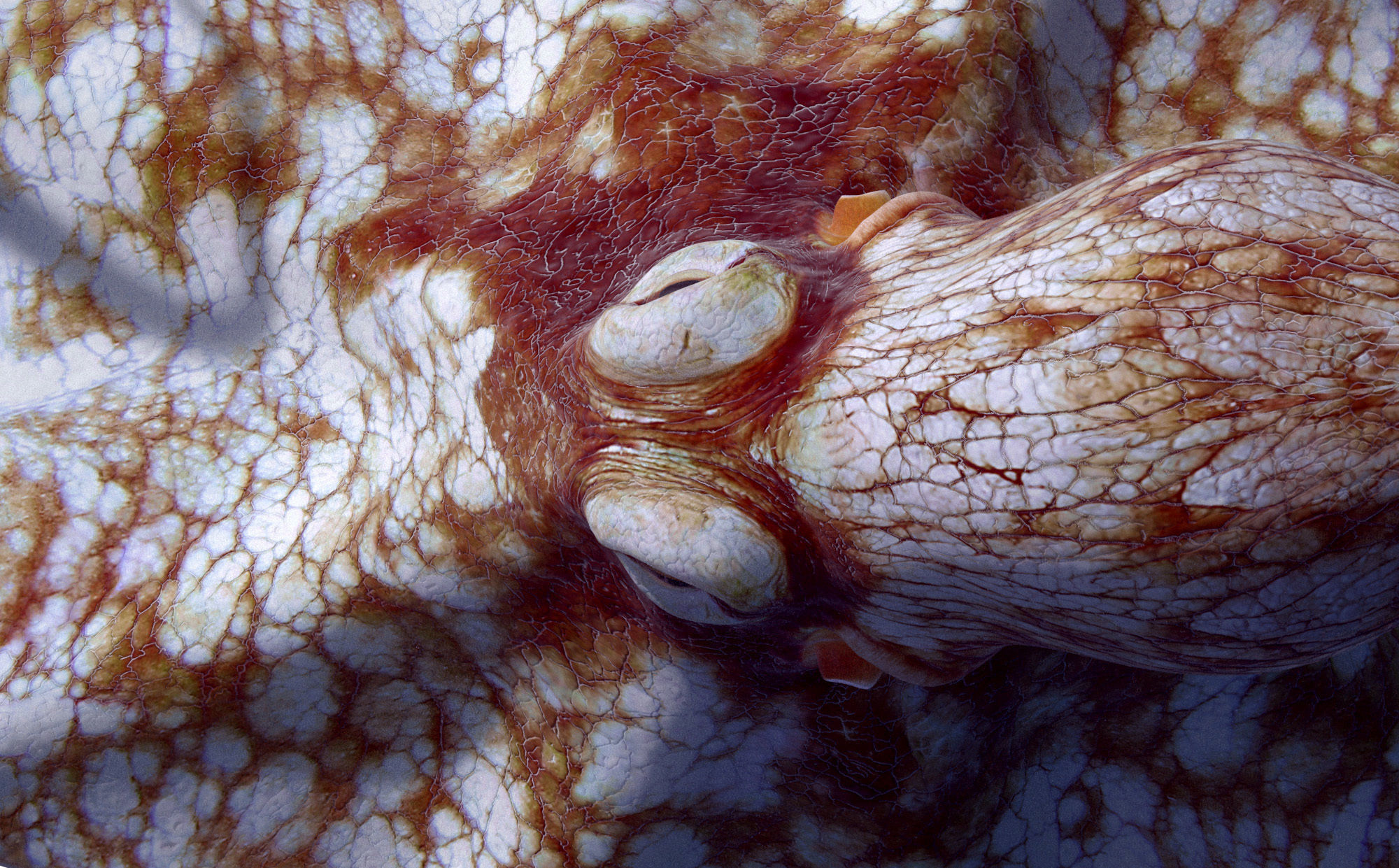 Cayman Octopus 3D model_1