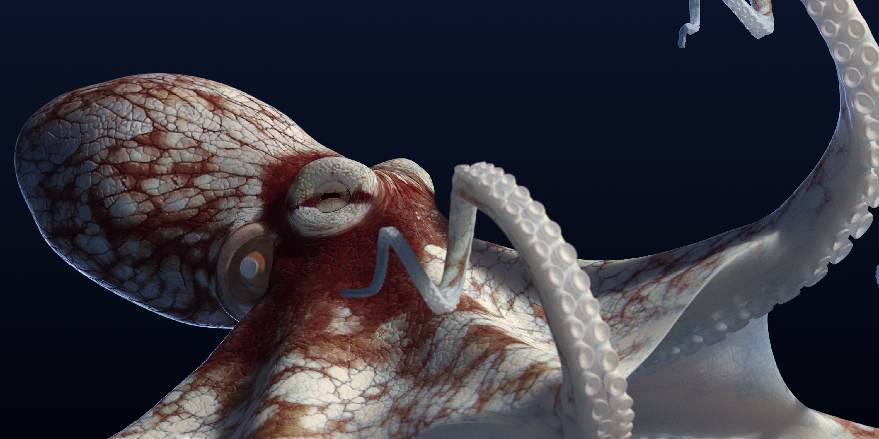 Cayman Octopus 3D model_24