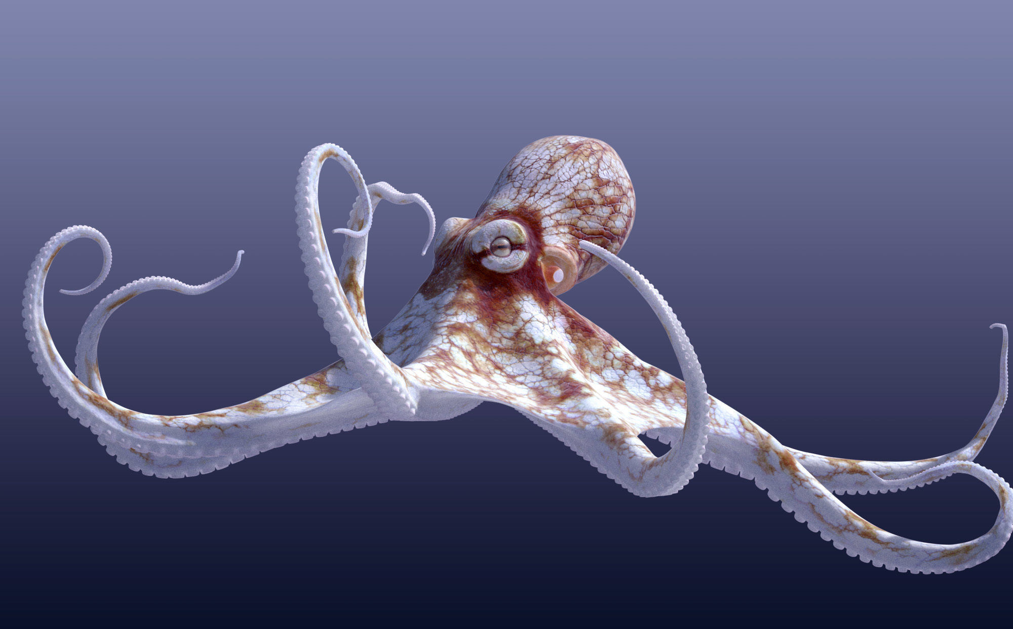 Cayman Octopus 3D model_13