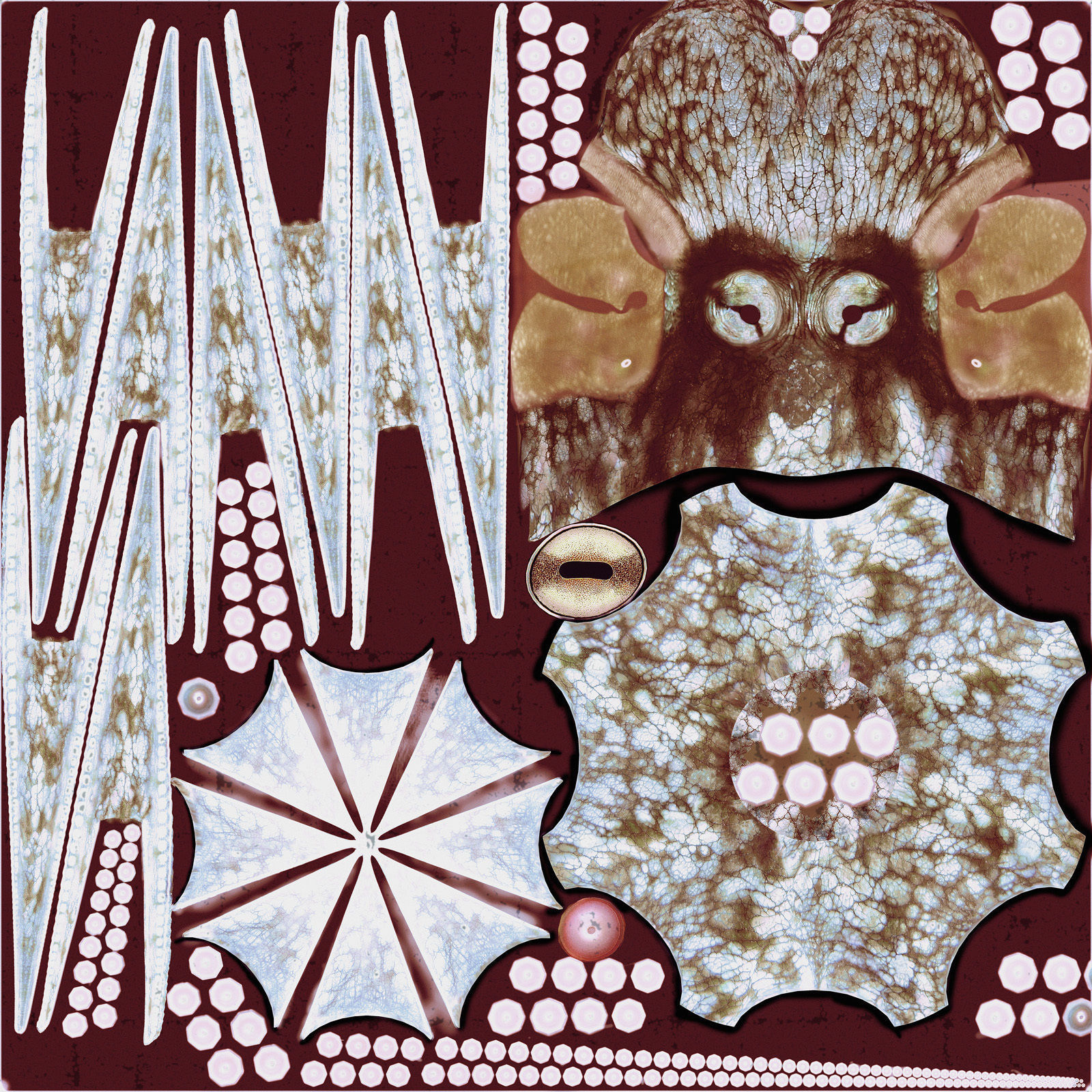 Cayman Octopus 3D model_22