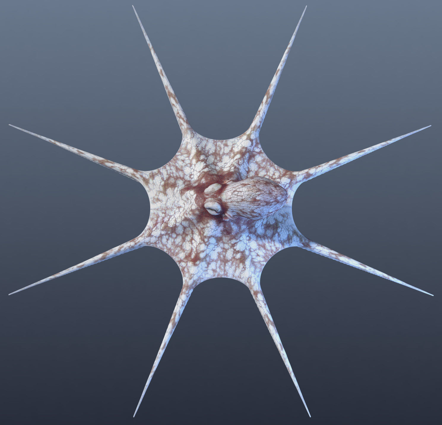 Cayman Octopus 3D model_15