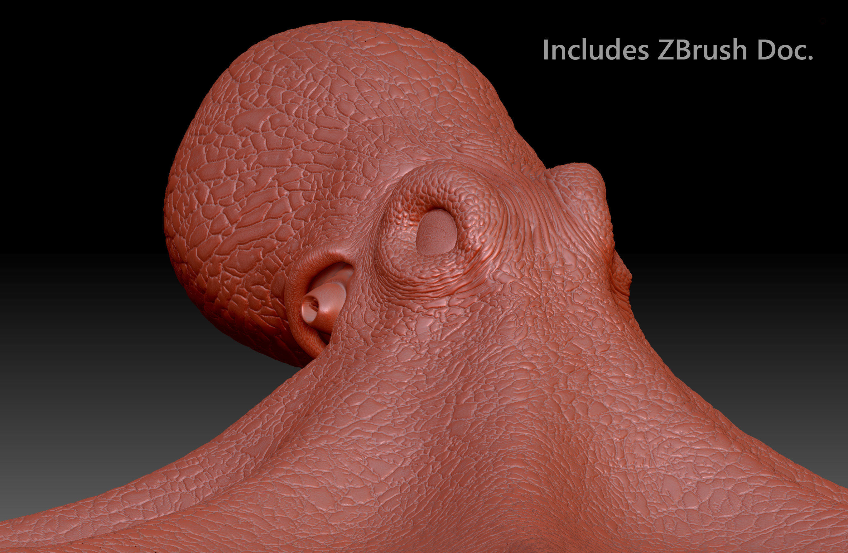 Cayman Octopus 3D model_17