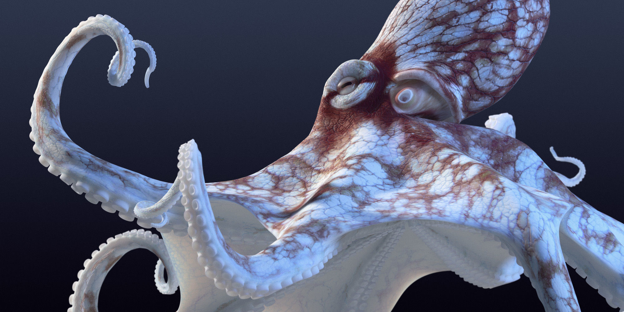 Cayman Octopus 3D model_4