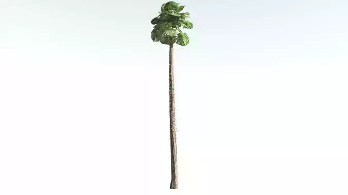 EVERYPlant Australian Fan Palm 2 --16 Models-- 3D model