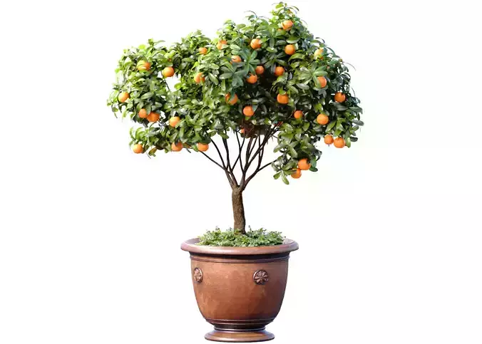 Decorative orange Citrus mandarin tree in a potted pot