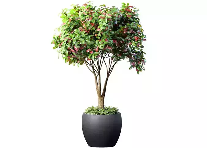 Decorative Indoor tree plant in a classic pot and flowerpot