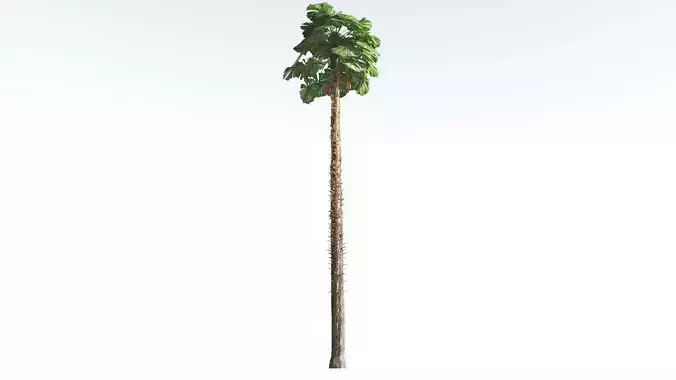 EVERYPlant Australian Fan Palm 3 --16 Models-- 3D model