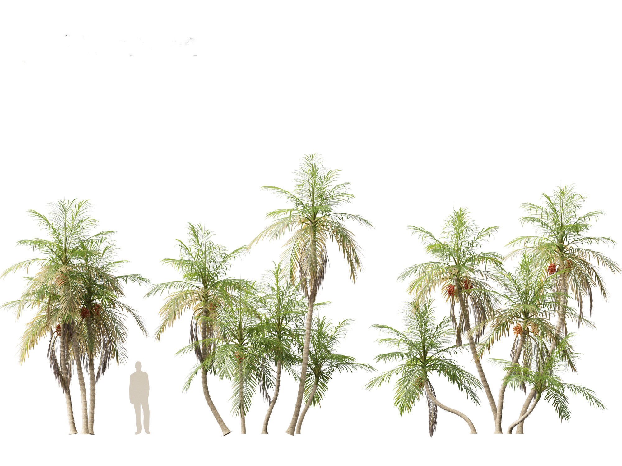 Bactris gasipaes - Peach Palm 3D model_7