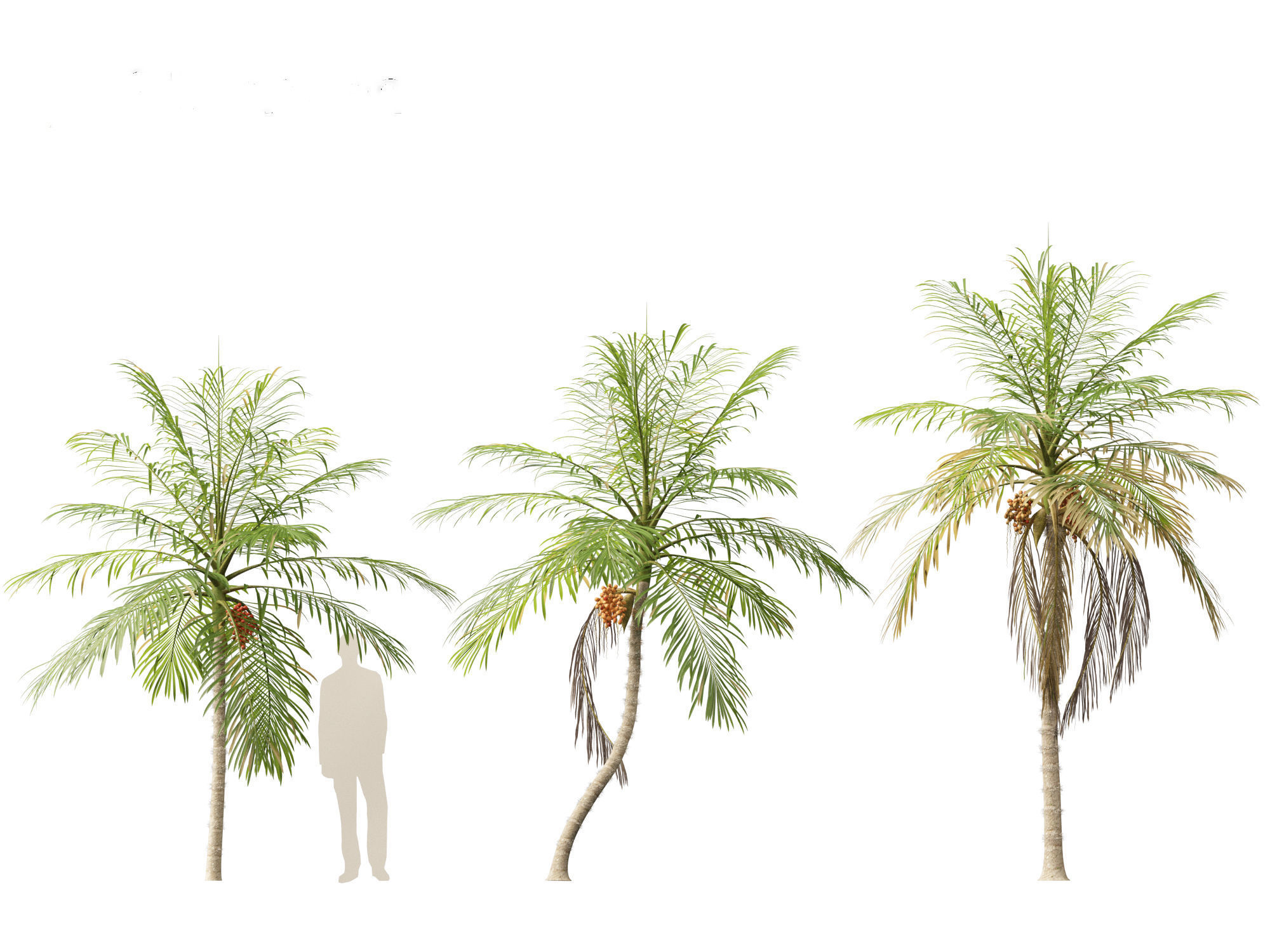 Bactris gasipaes - Peach Palm 3D model_5