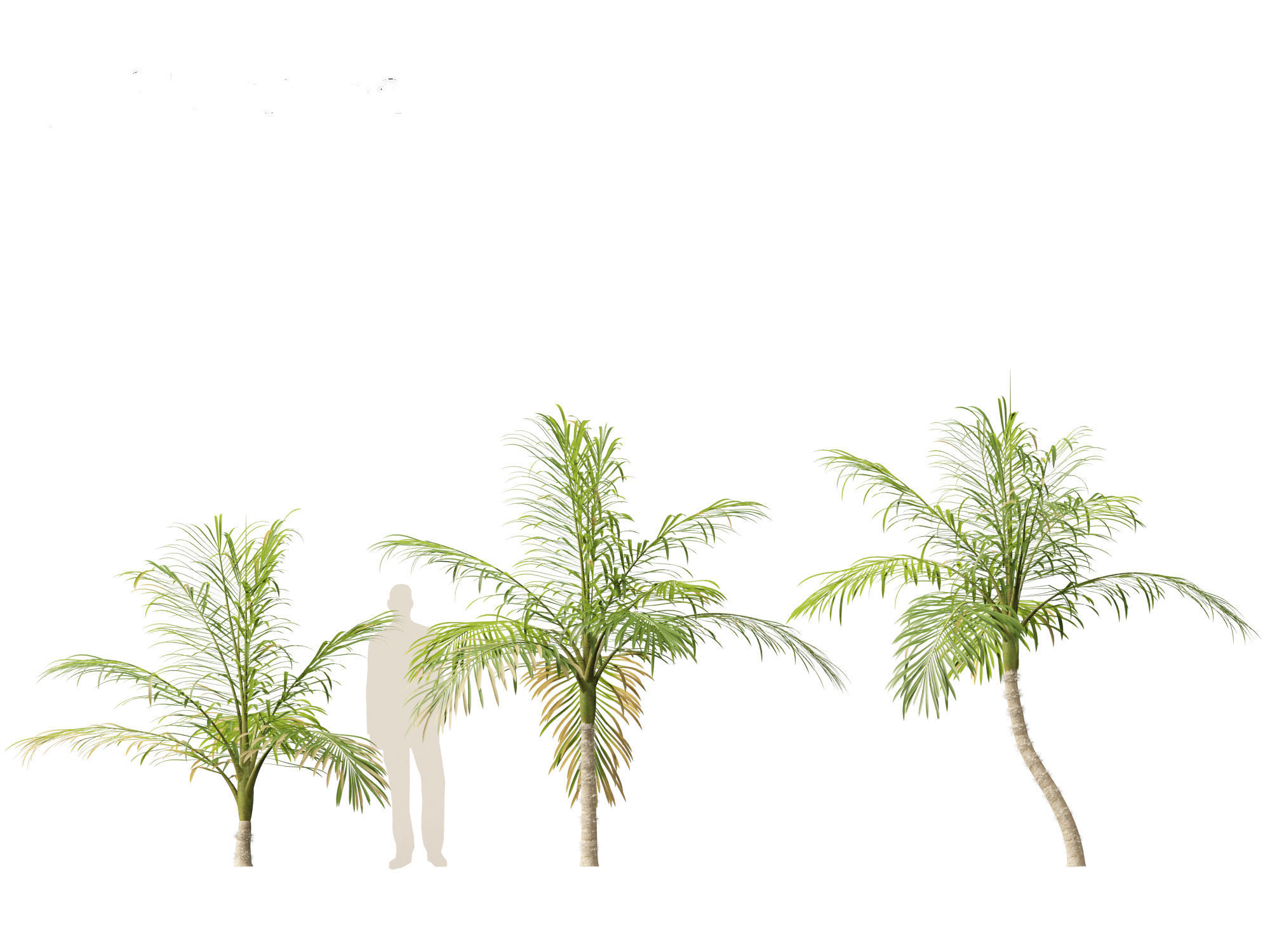 Bactris gasipaes - Peach Palm 3D model_3