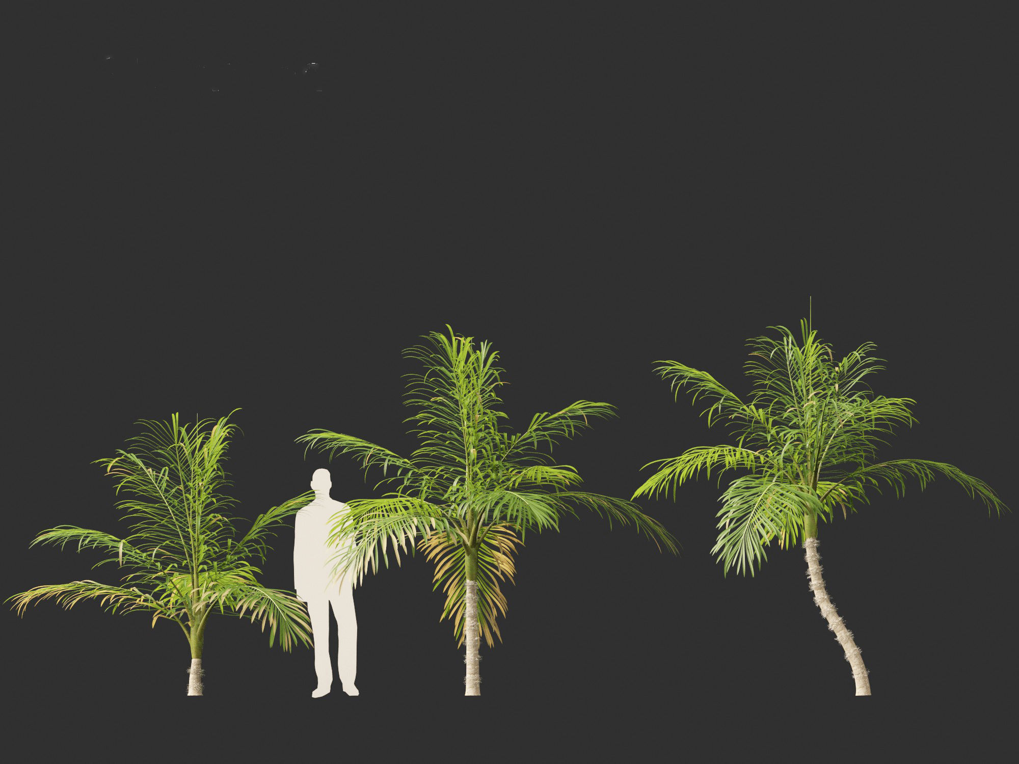 Bactris gasipaes - Peach Palm 3D model_4