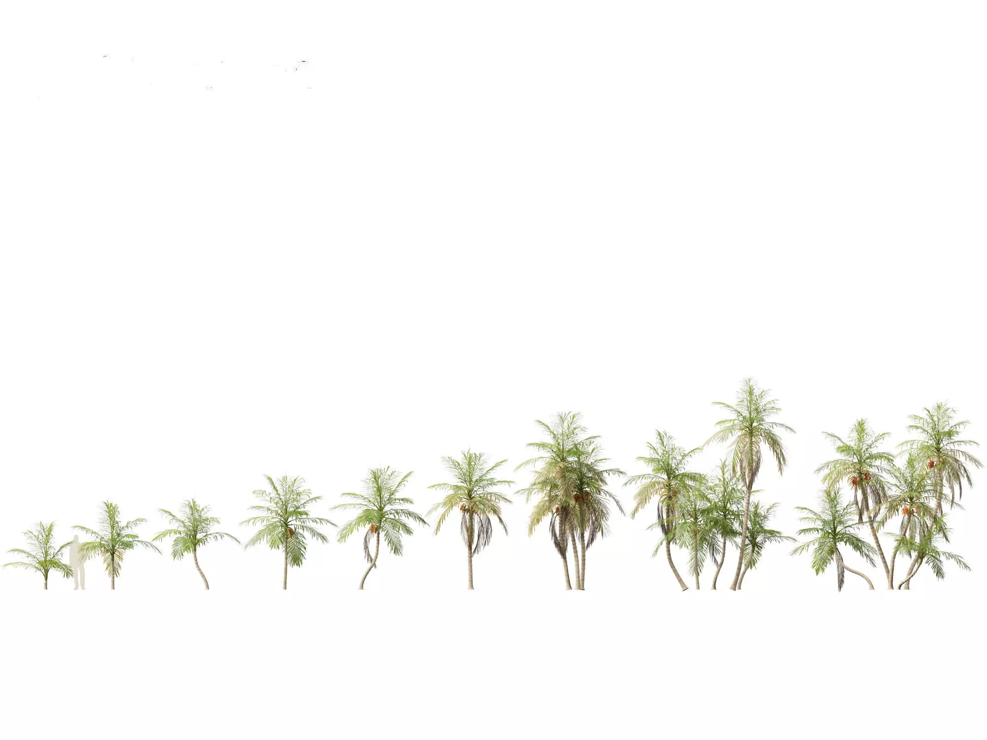 Bactris gasipaes - Peach Palm 3D model_0