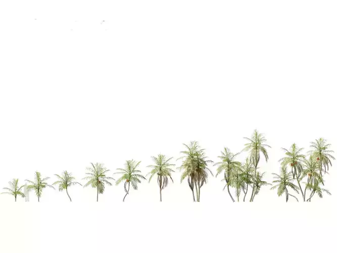 Bactris gasipaes - Peach Palm 3D model
