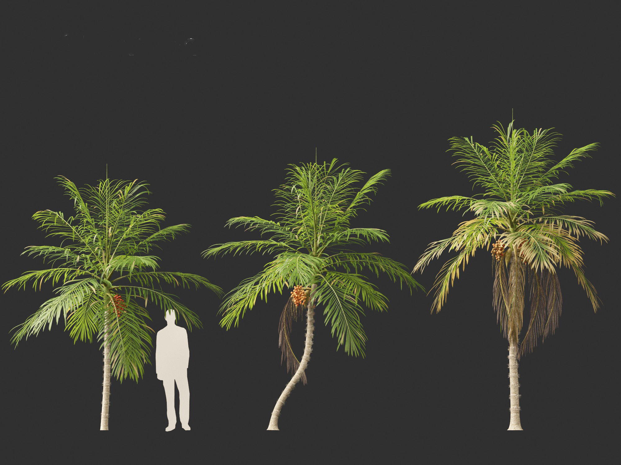 Bactris gasipaes - Peach Palm 3D model_6