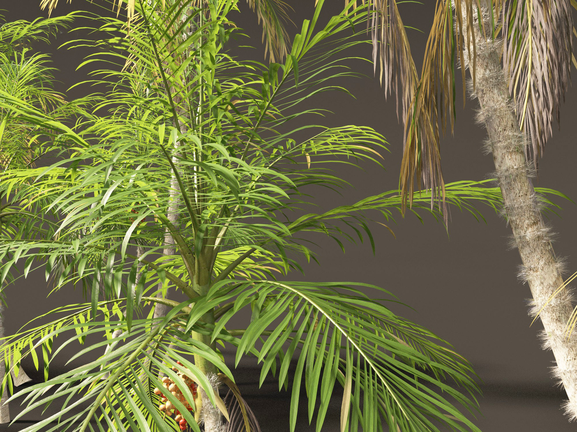Bactris gasipaes - Peach Palm 3D model_1