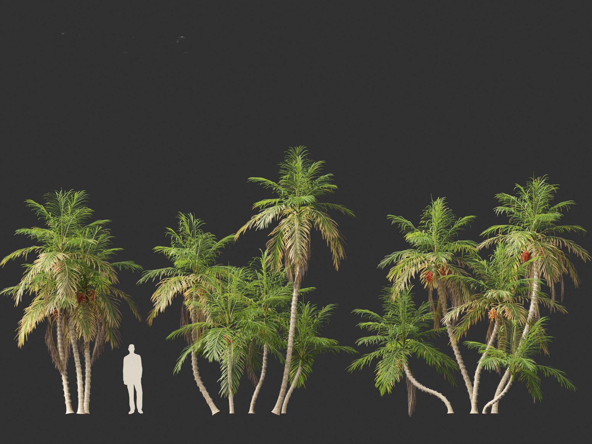 Bactris gasipaes - Peach Palm 3D model_8