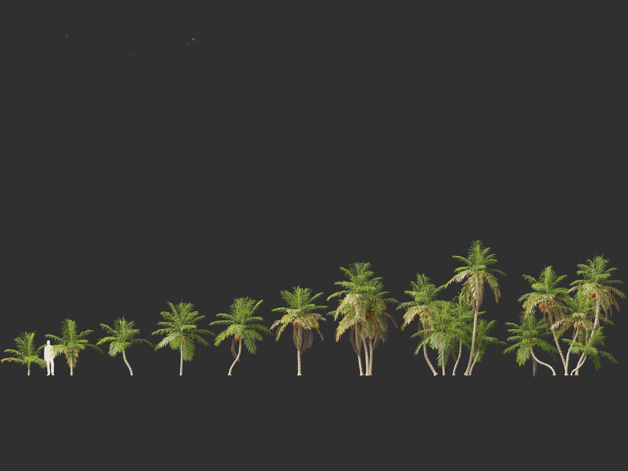 Bactris gasipaes - Peach Palm 3D model_2