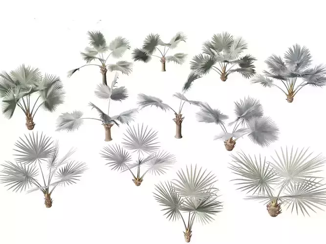 Bismarckia nobilis - Silver Bismarck Palm 01 3D model