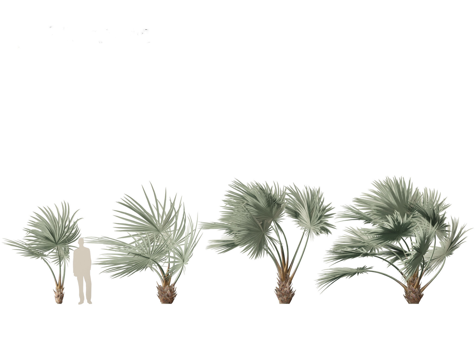 Bismarckia nobilis - Silver Bismarck Palm 02 3D model_4