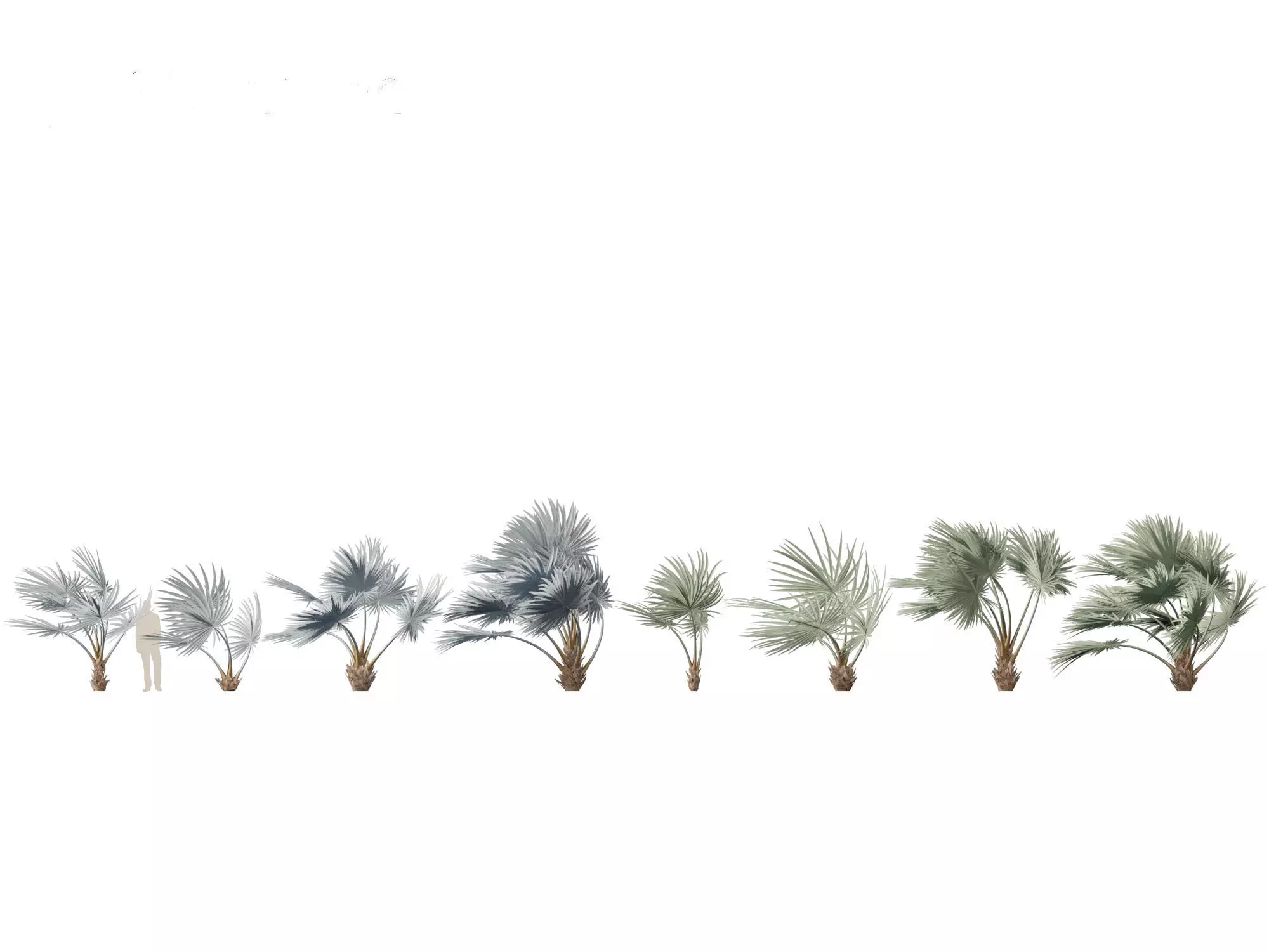 Bismarckia nobilis - Silver Bismarck Palm 02 3D model_0
