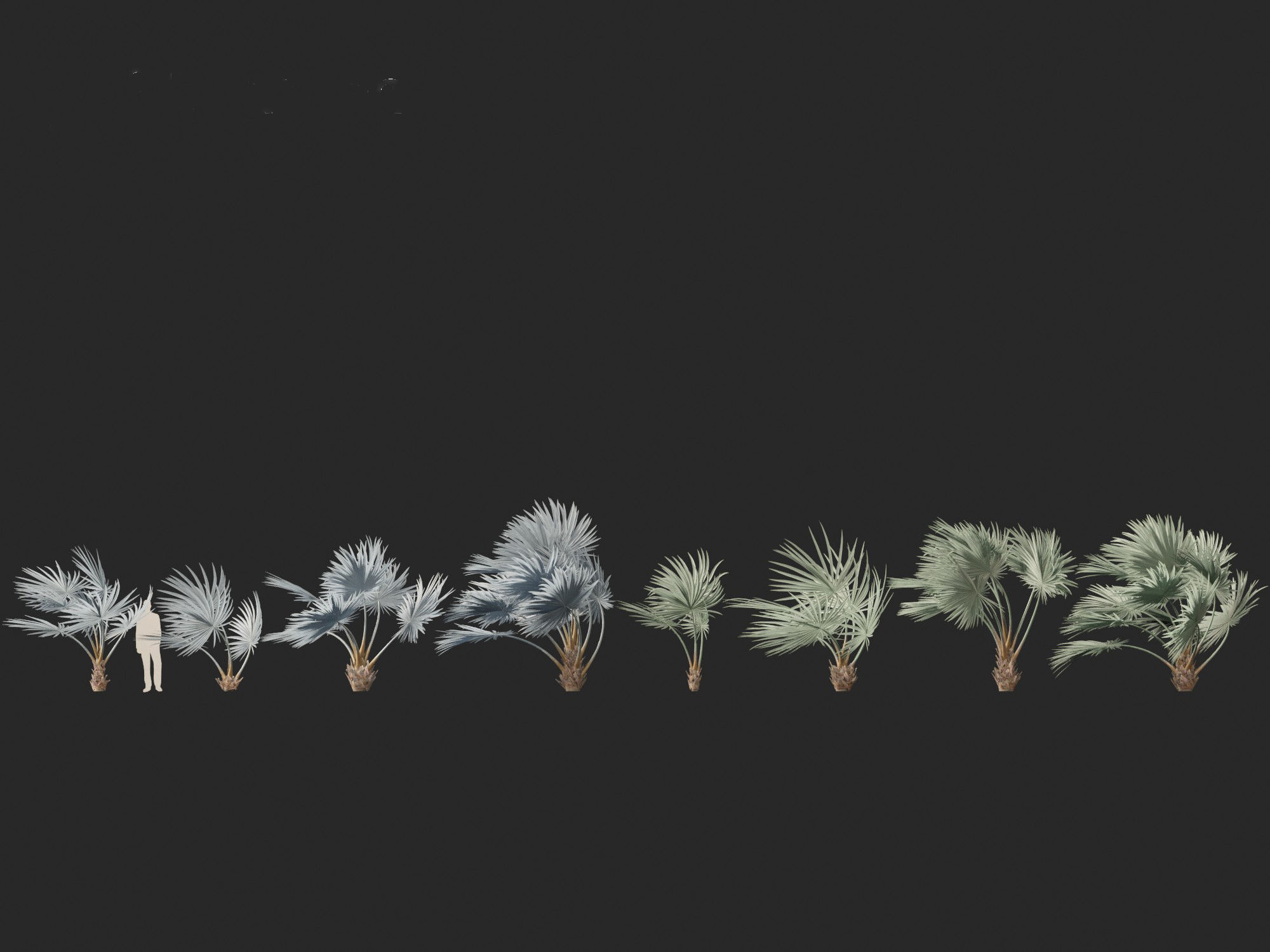 Bismarckia nobilis - Silver Bismarck Palm 02 3D model_1