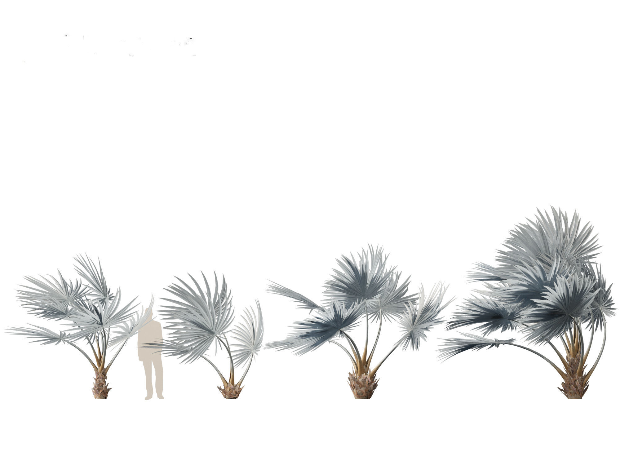 Bismarckia nobilis - Silver Bismarck Palm 02 3D model_2