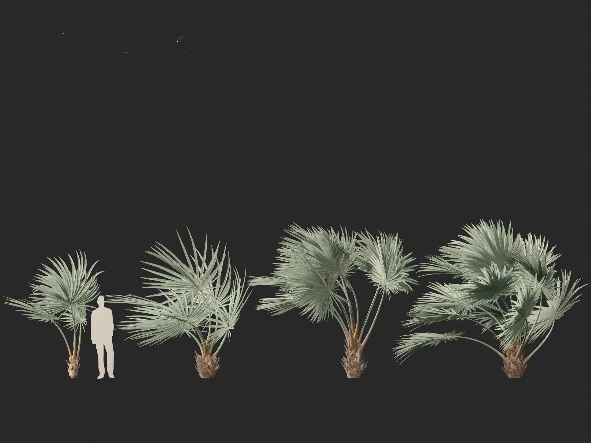 Bismarckia nobilis - Silver Bismarck Palm 02 3D model_5