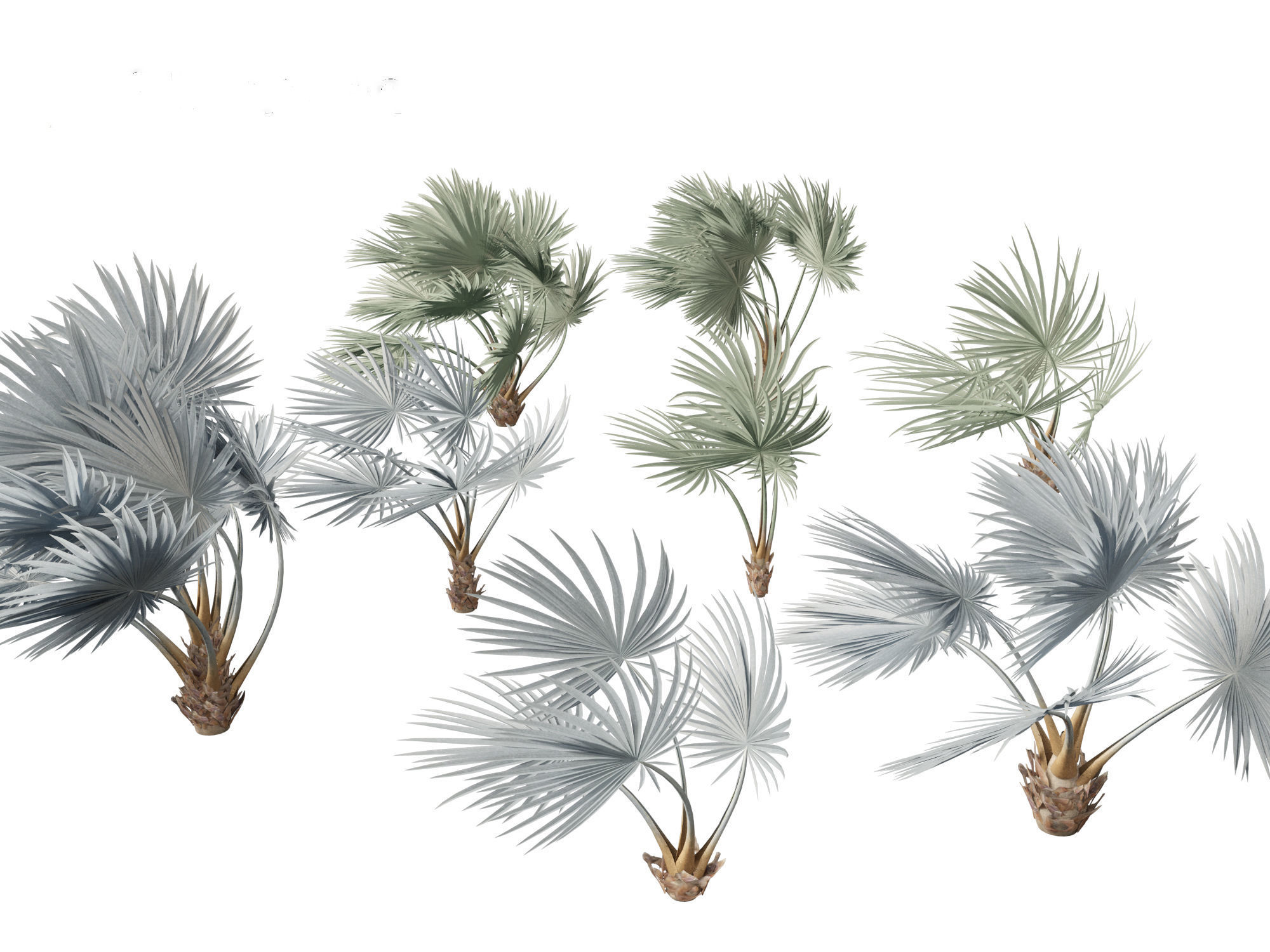 Bismarckia nobilis - Silver Bismarck Palm 02 3D model_6