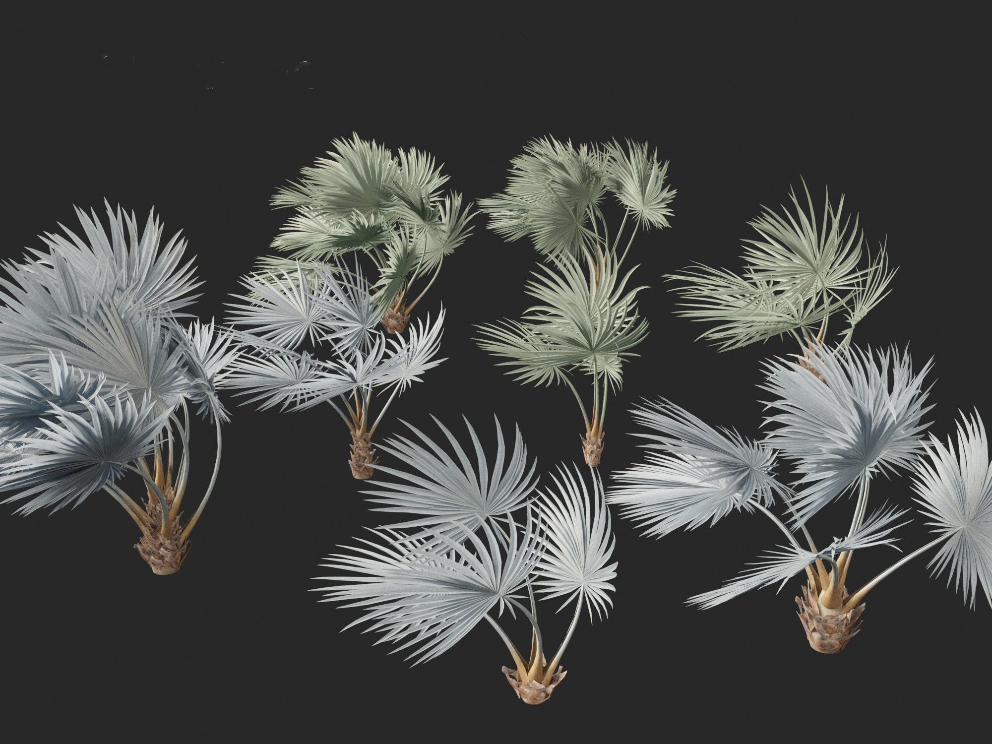 Bismarckia nobilis - Silver Bismarck Palm 02 3D model_7