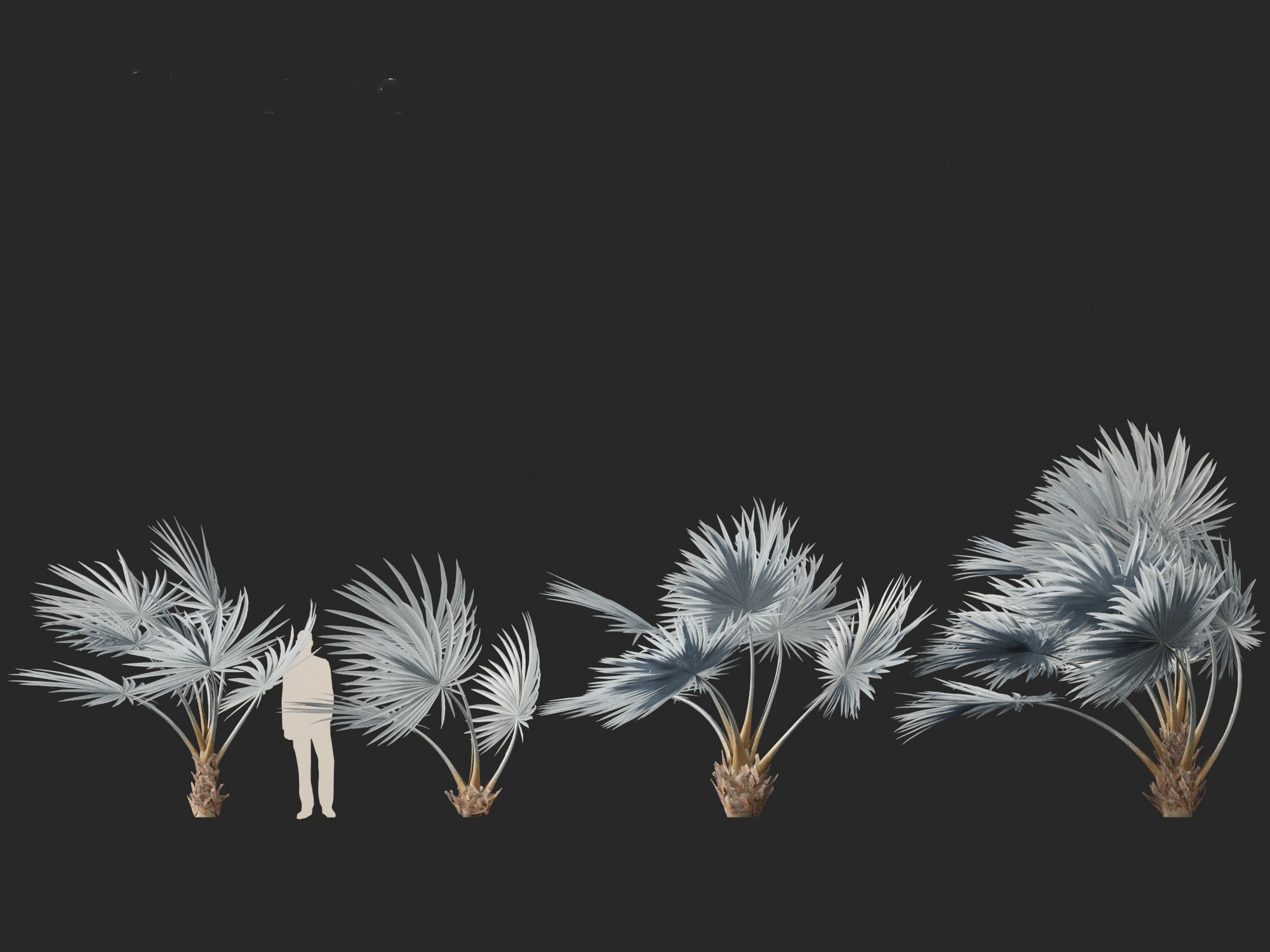 Bismarckia nobilis - Silver Bismarck Palm 02 3D model_3