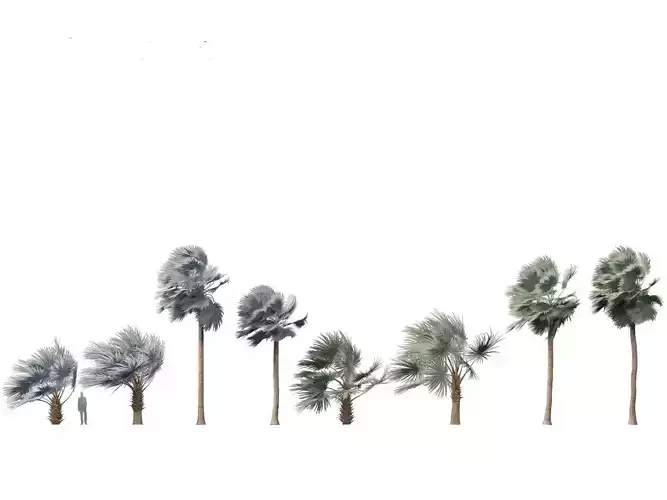 Bismarckia nobilis - Silver Bismarck Palm 04