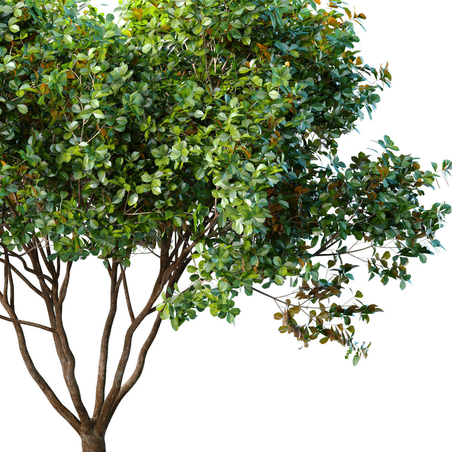 Decorative Evergreen Garden Street Tree 3D model_1