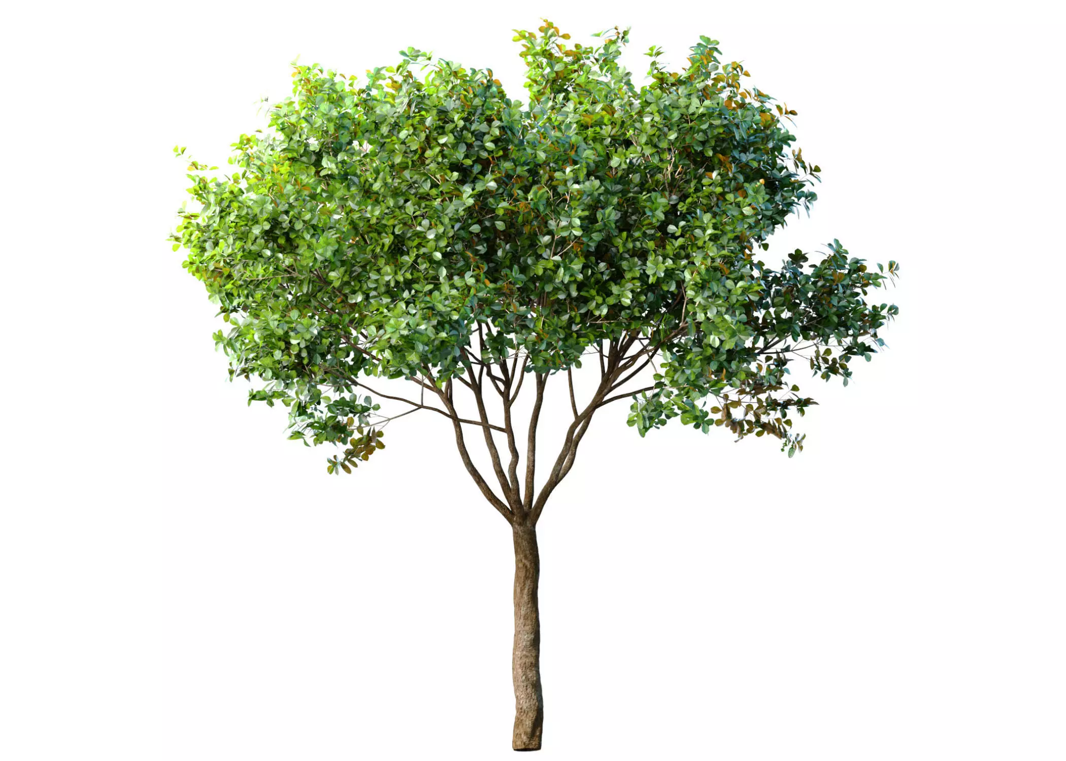 Decorative Evergreen Garden Street Tree 3D model_0