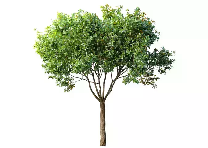 Decorative Evergreen Garden Street Tree 3D model