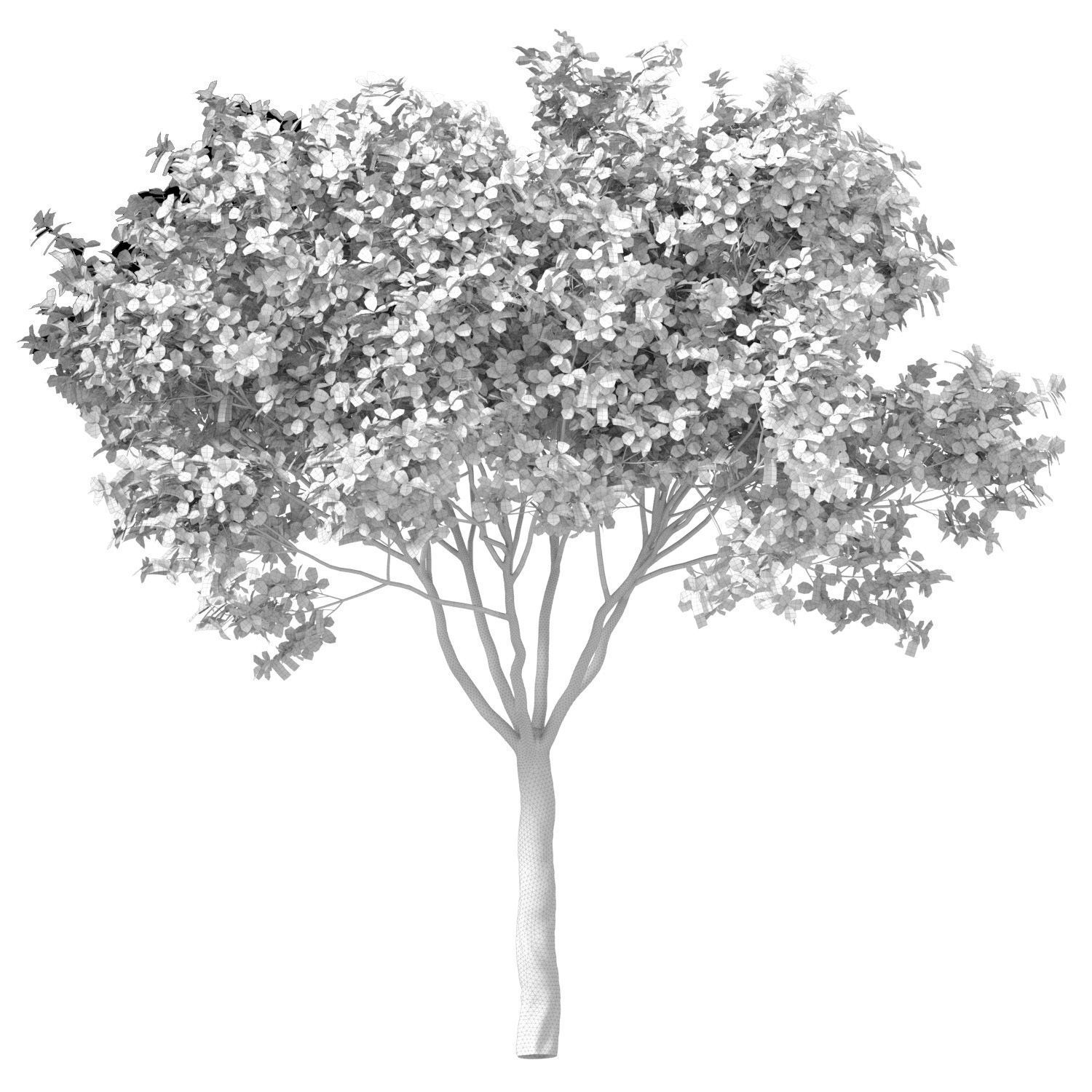 Decorative Evergreen Garden Street Tree 3D model_2
