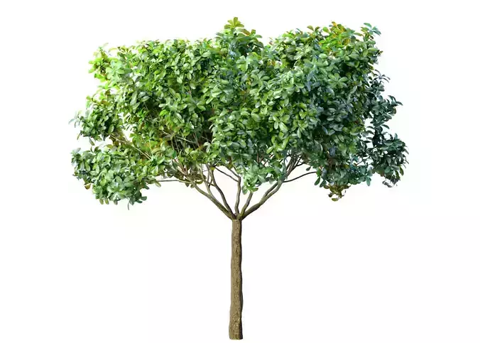 Decorative Evergreen Outdoor Garden Tree