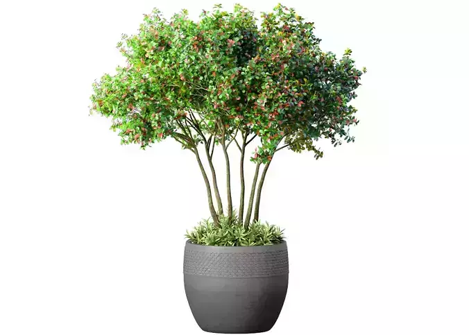 Decorative tree in a modern pot and flowerpot Indoor plant