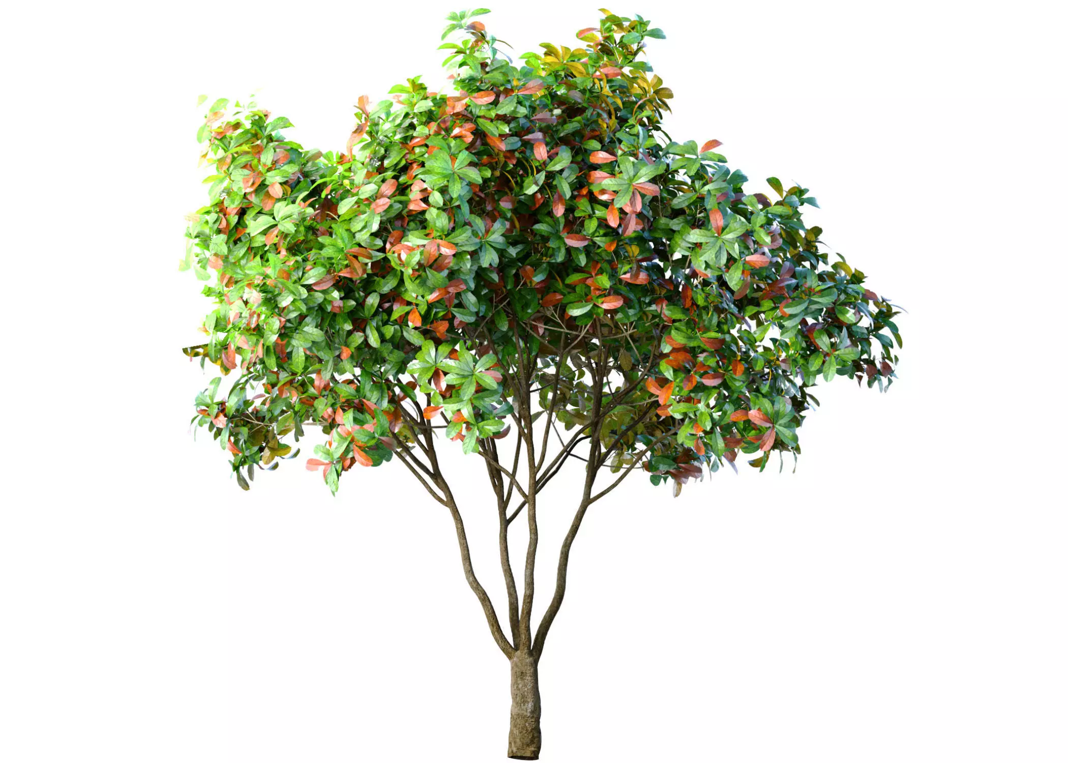Decorative multi-stemmed evergreen outdoor garden tree shrub 3D model_0