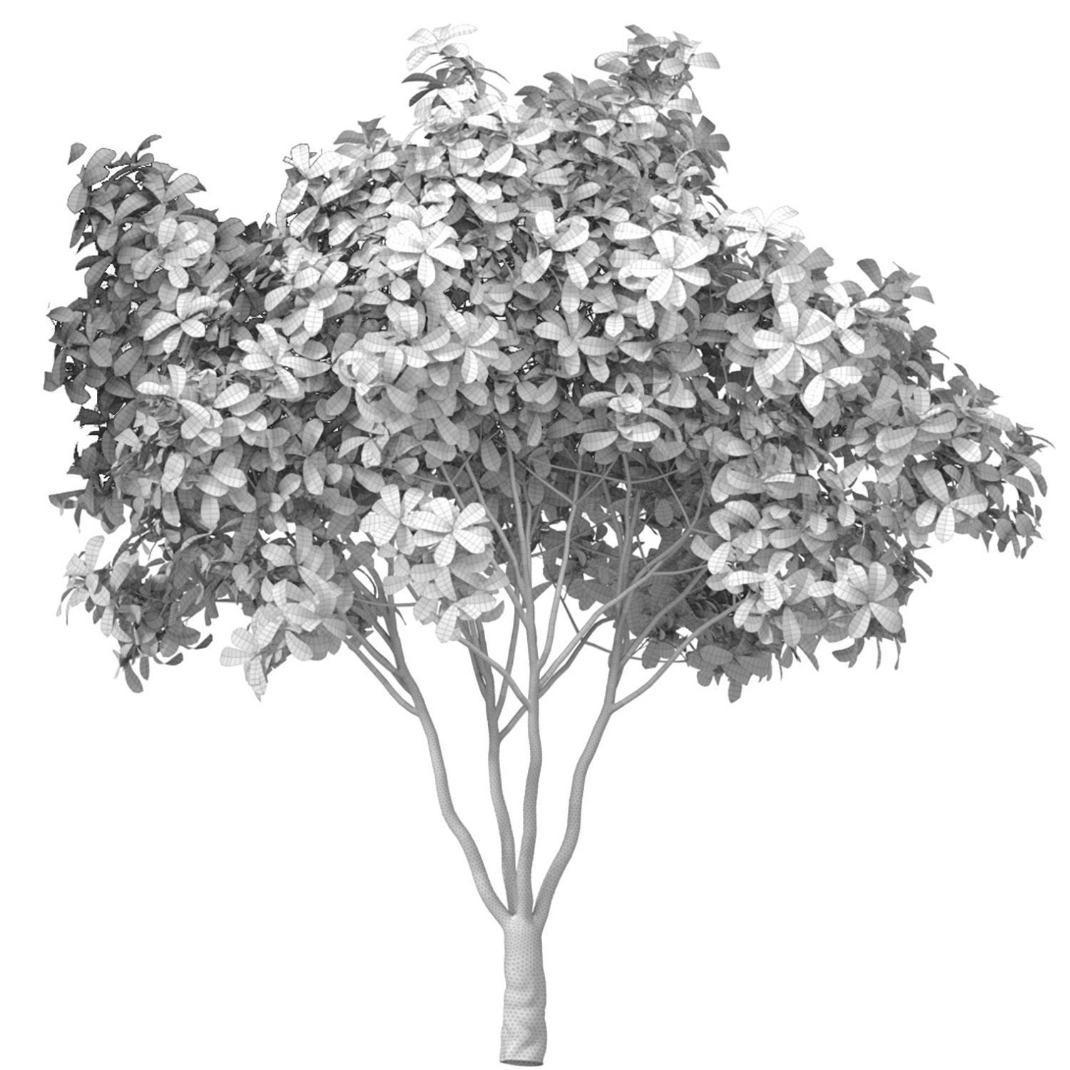 Decorative multi-stemmed evergreen outdoor garden tree shrub 3D model_2